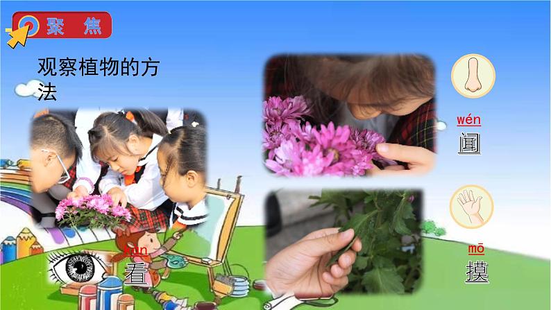 教科版（2017秋）小学科学一年级上册 1.2 观察一棵植物课件08