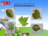 教科版（2017秋）小學(xué)科學(xué)一年級(jí)上冊(cè) 1.4 這是誰的葉課件