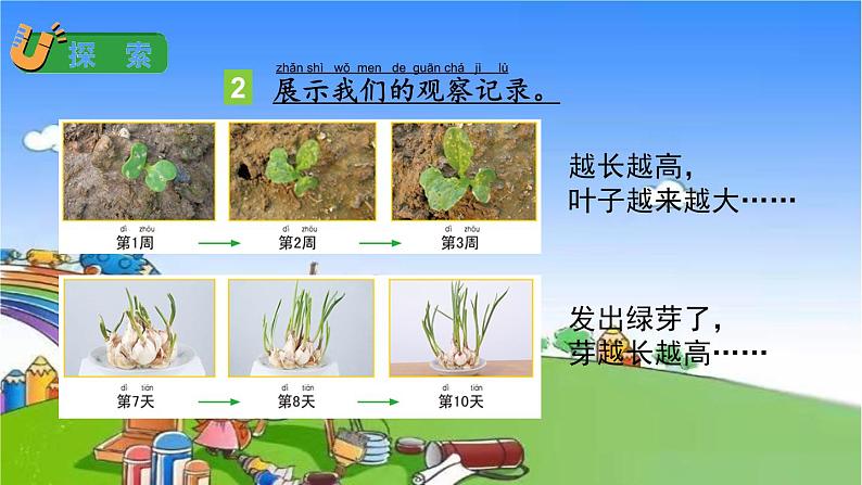 教科版（2017秋）小学科学一年级上册 1.5 植物是活的吗课件06