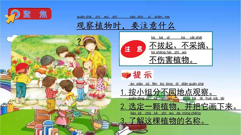 教科版（2017秋）小学科学一年级上册 1.6 校园里的植物课件07