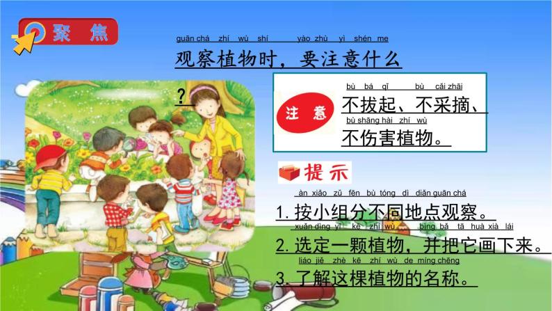 教科版（2017秋）小学科学一年级上册 1.6 校园里的植物课件07