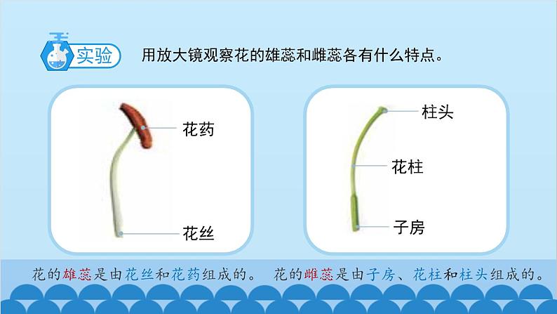 教科版（2017秋）科学四年级下册 1.5《凤仙花开花了》课件第4页