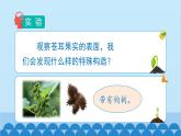 教科版（2017秋）科学四年级下册 1.7《种子的传播》课件