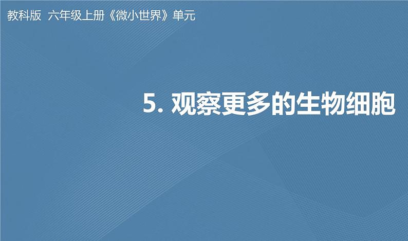 六年级上册课件5 观察更多的生物细胞第1页