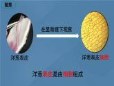 六年级上册课件5 观察更多的生物细胞