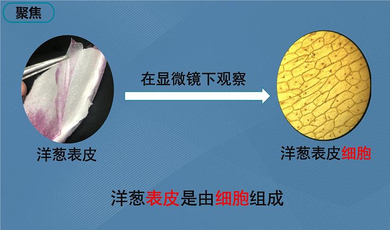 六年级上册课件5 观察更多的生物细胞第2页