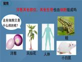六年级上册课件5 观察更多的生物细胞