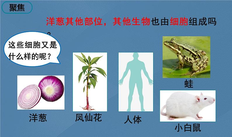 六年级上册课件5 观察更多的生物细胞第3页