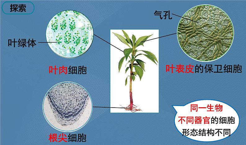 六年级上册课件5 观察更多的生物细胞第4页