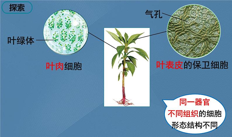 六年级上册课件5 观察更多的生物细胞第5页