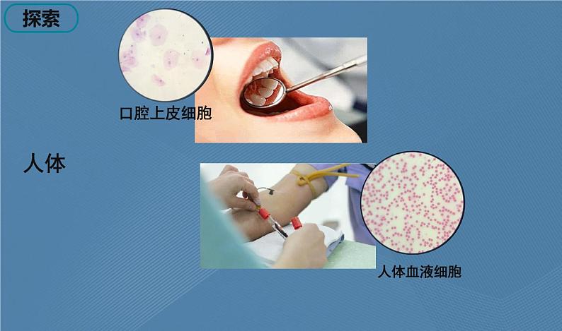 六年级上册课件5 观察更多的生物细胞第6页