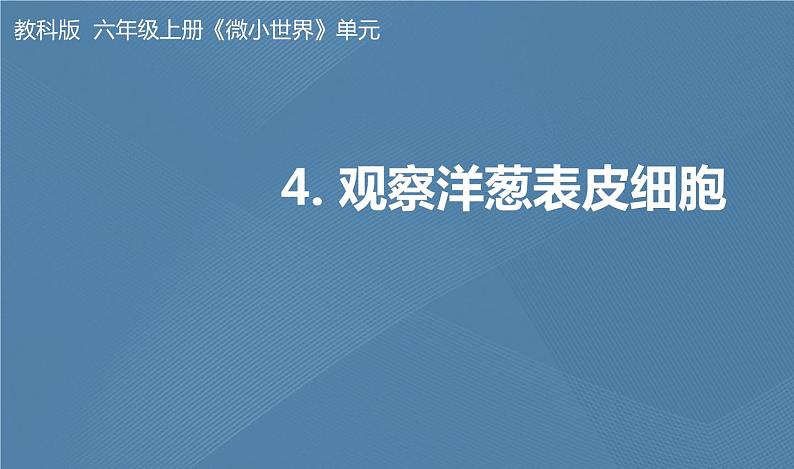 六年级上册课件4.观察洋葱表皮细胞01