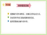 教科版科學一下 2.3 《觀察一種動物》課件+視頻