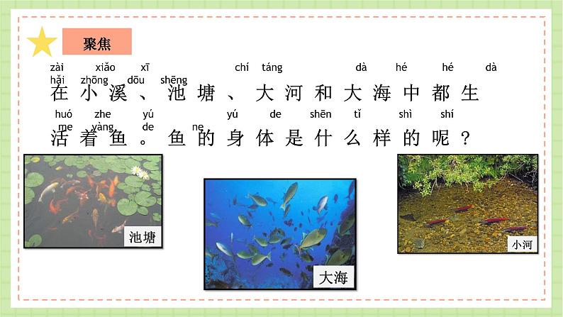 教科版科学一下 2.5 《观察鱼》课件+视频04