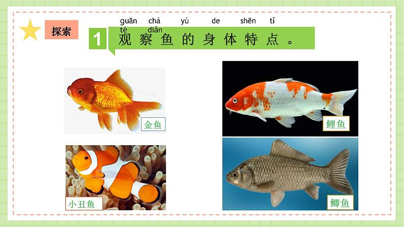 教科版科学一下 2.5 《观察鱼》课件+视频05