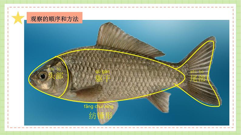 教科版科学一下 2.5 《观察鱼》课件+视频08