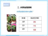 【人教鄂教版】三下科学  2.5《养护凤仙花》（课件+教案+同步练习）