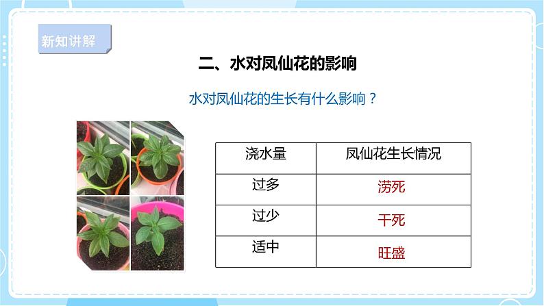 【人教鄂教版】三下科学  2.5《养护凤仙花》（课件+教案+同步练习）05