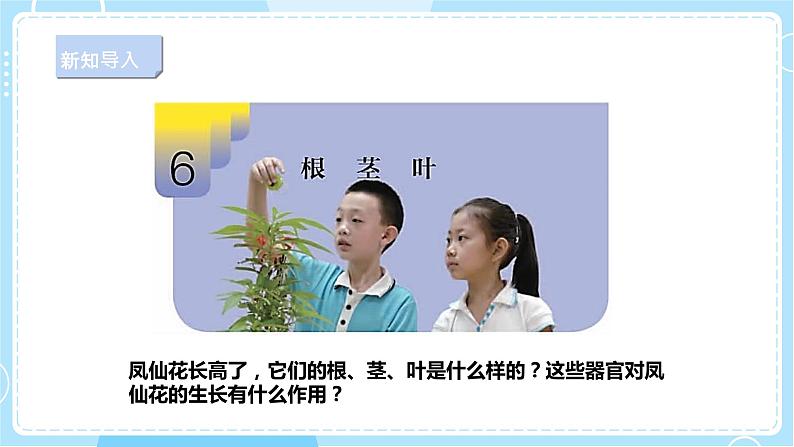 【新课标】2.6《根茎叶》课件第3页