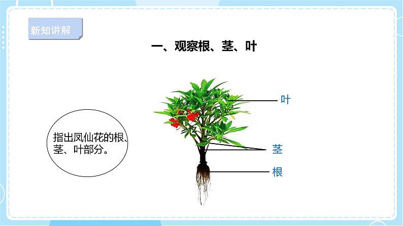 【新课标】2.6《根茎叶》课件第4页