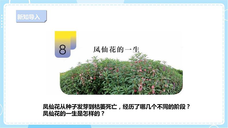 【新课标】2.8《凤仙花的一生》课件第3页