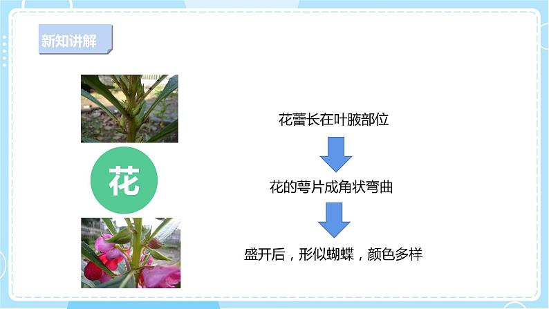 【新课标】2.8《凤仙花的一生》课件第8页