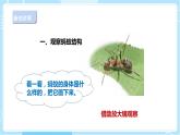 【人教鄂教版】二下科学  3.7《蚂蚁》课件+教案+练习