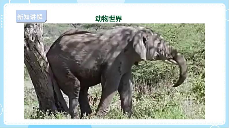 【苏教版】六下科学  2.6 有趣的食物链（课件+教案+同步练习+素材）03