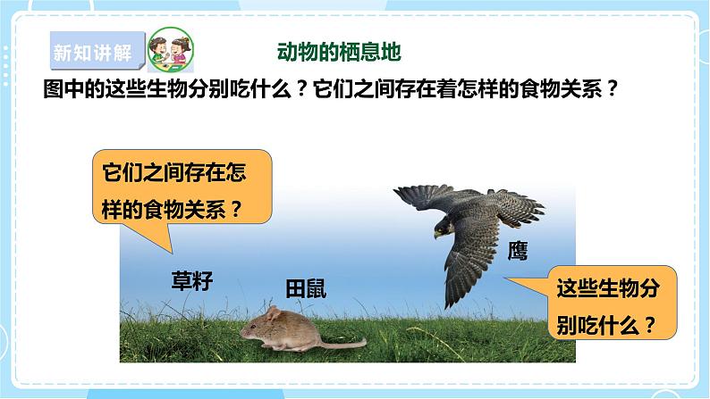 【苏教版】六下科学  2.6 有趣的食物链（课件+教案+同步练习+素材）04