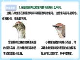 【苏教版】六下科学  4.15 多样的生物（课件+教案+同步练习+素材）
