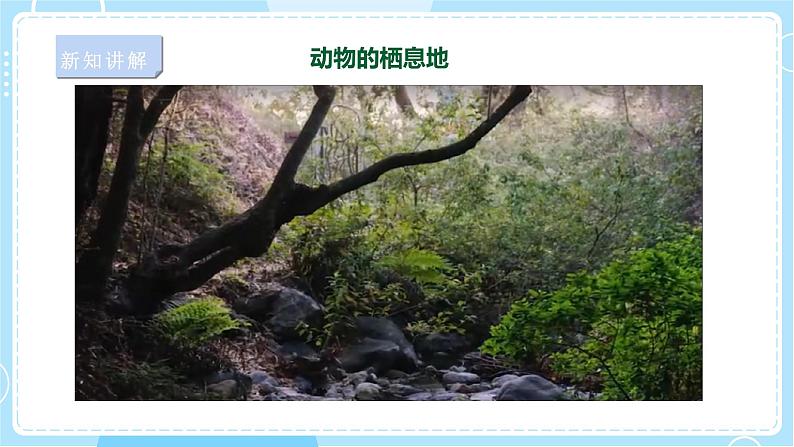 【苏教版】六下科学  2.5 多样的栖息地（课件+教案+同步练习+素材）03