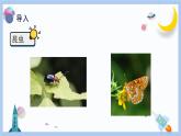 【冀人版】三下科学  第5课-昆虫（课件+视频素材）