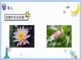 【冀人版】三下科學(xué)  第6課-仙人掌與蓮（課件+視頻素材）