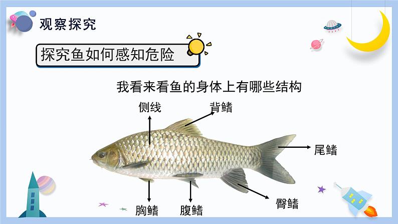 2.9《动物的特殊感官》课件第8页