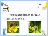 【冀人版】三下科学  第10课-蜜蜂传粉（课件+视频素材）