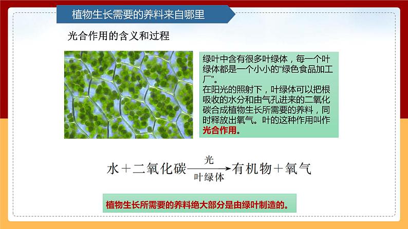 【青岛版（六三制）】 五下科学  5.18《光合作用》课件07