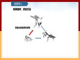 【青岛版（六三制）】 五下科学  5.20《食物链》课件