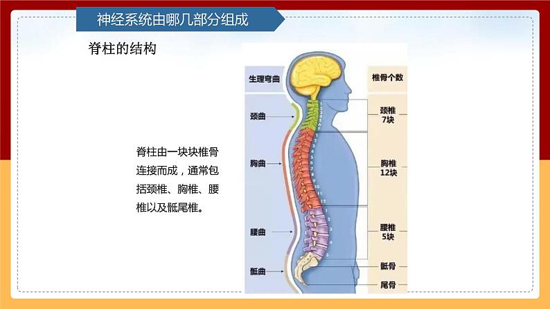 【青岛版（六三制）】 五下科学  1.2《神经系统》课件06