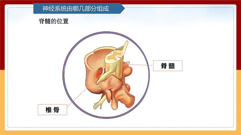 【青岛版（六三制）】 五下科学  1.2《神经系统》课件08