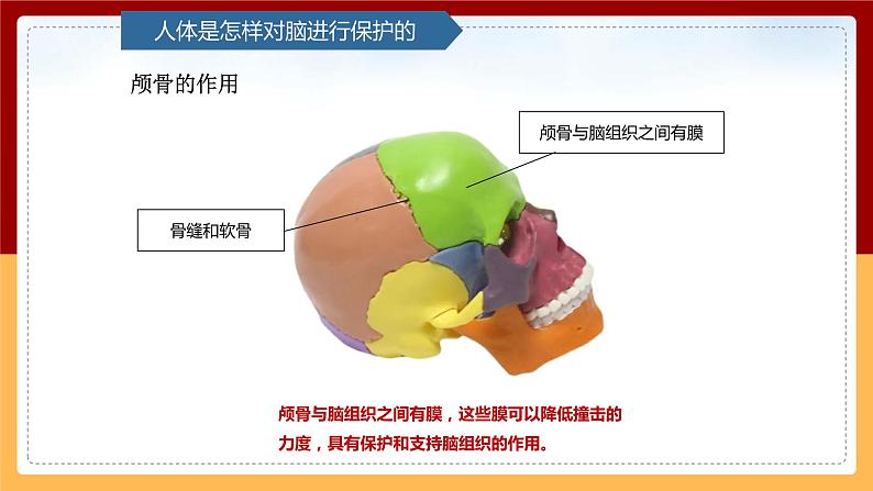 【青岛版（六三制）】 五下科学  1.3《保护脑》课件05