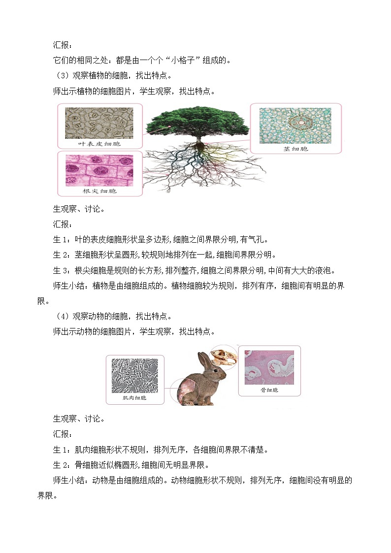 苏教版小学科学五年级下册《1.搭建生命体的“积木”》课件+教案+视频+作业（全套）03