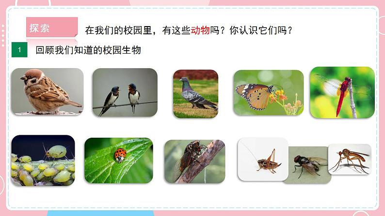 【教科版】六下科学  2.1 校园生物大搜索（课件+视频素材）07