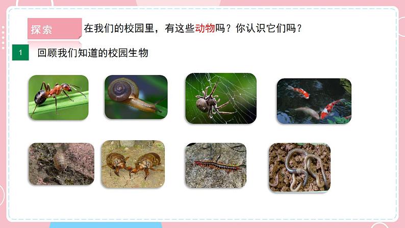 【教科版】六下科学  2.1 校园生物大搜索（课件+视频素材）08