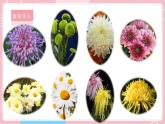【教科版】六下科学  2.3 形形色色的植物（课件+视频素材）