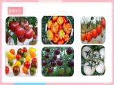 【教科版】六下科学  2.3 形形色色的植物（课件+视频素材）