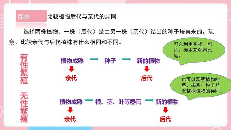 【教科版】六下科学  2.3 形形色色的植物（课件+视频素材）07