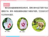 【教科版】六下科学  2.5 相貌各异的我们（课件+视频素材）