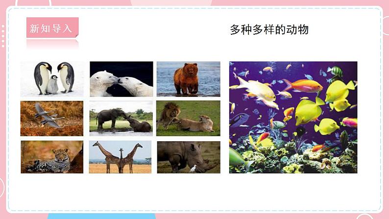 【教科版】六下科学  2.7 保护生物多样性（课件+视频素材）04