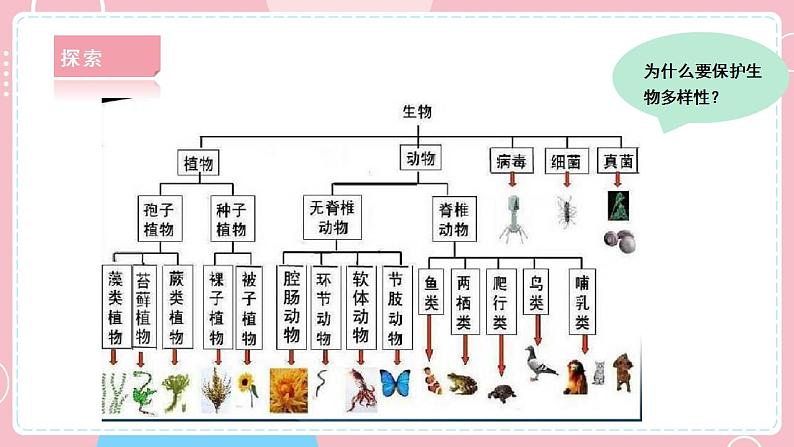 【教科版】六下科学  2.7 保护生物多样性（课件+视频素材）07