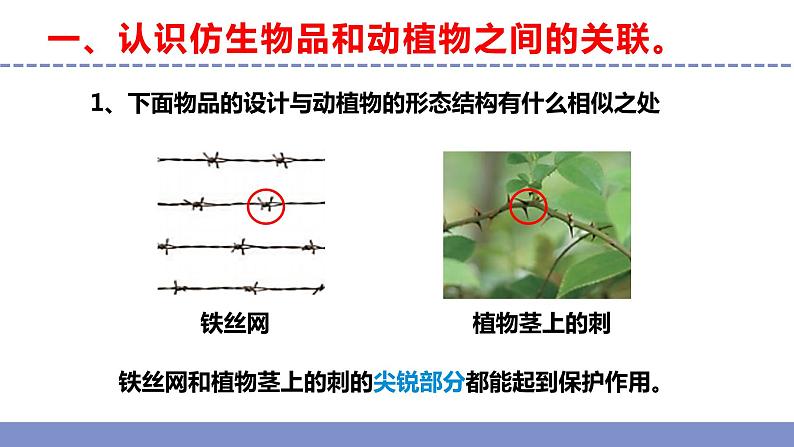 苏教版小学科学五年级下册《5.生物的启示》课件+教案+视频+作业（全套）04